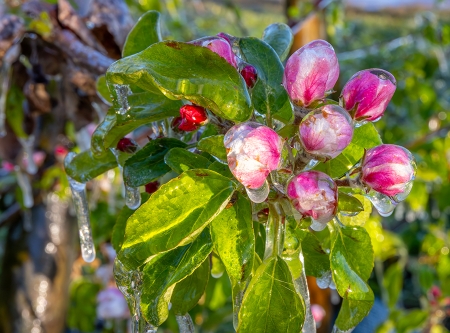 Thmubnail: Schutz der Obstblüte	