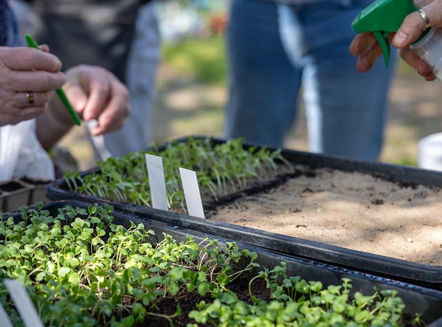 Thumbnail: Pflanzentauschbörse & Büchertisch