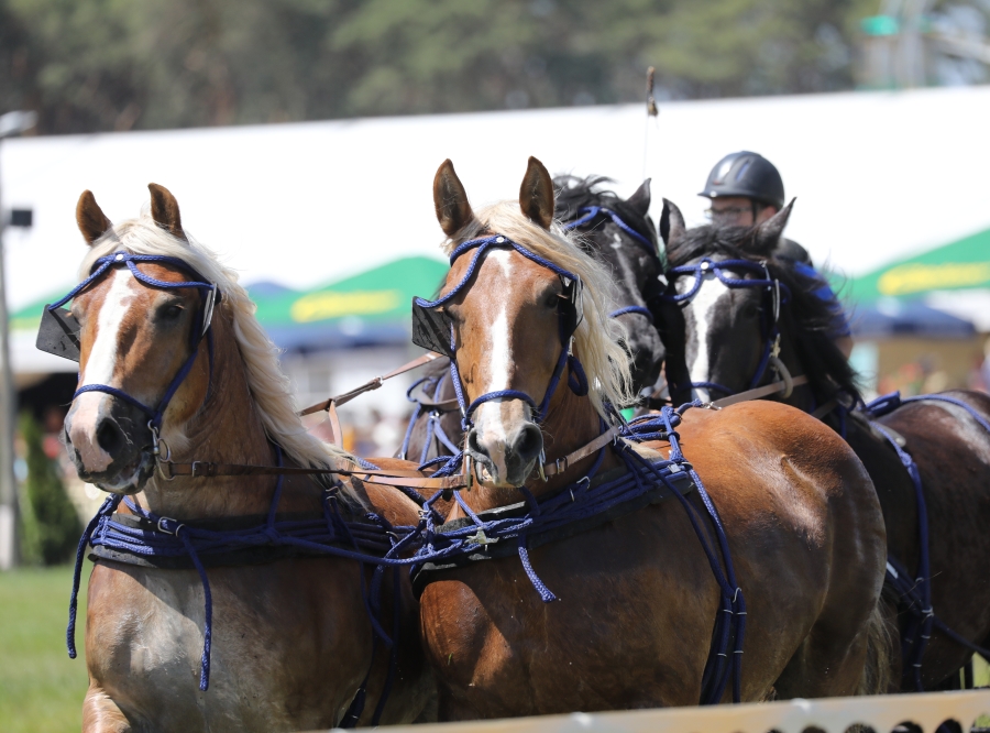Urheber: Steffen Herre