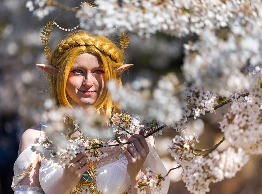 Thumbnail: Kirschblütenfest in Berlin