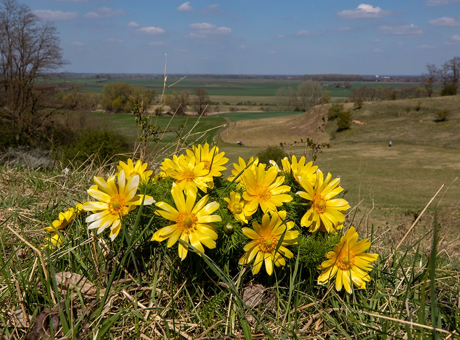 Thumbnail: Die gelbe Pracht zwischen Lebus und Mallnow 