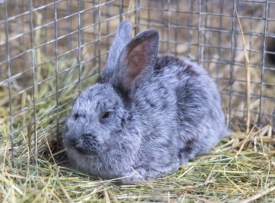 Thumbnail: Jungtierschau Kaninchen
