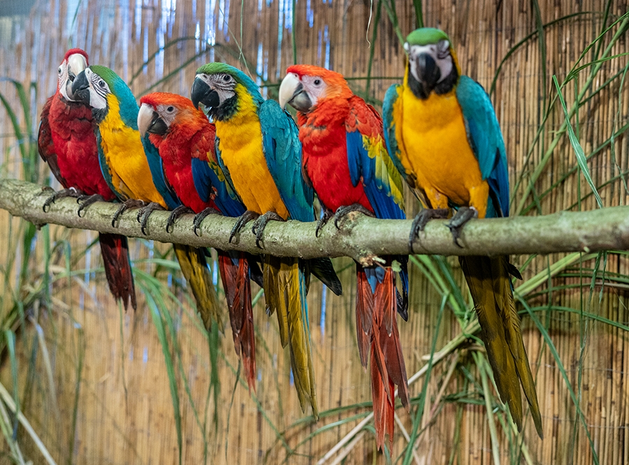 Thumbnail: 21. Vogelausstellung