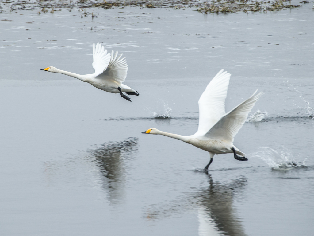 Urheber: Steffen Herre