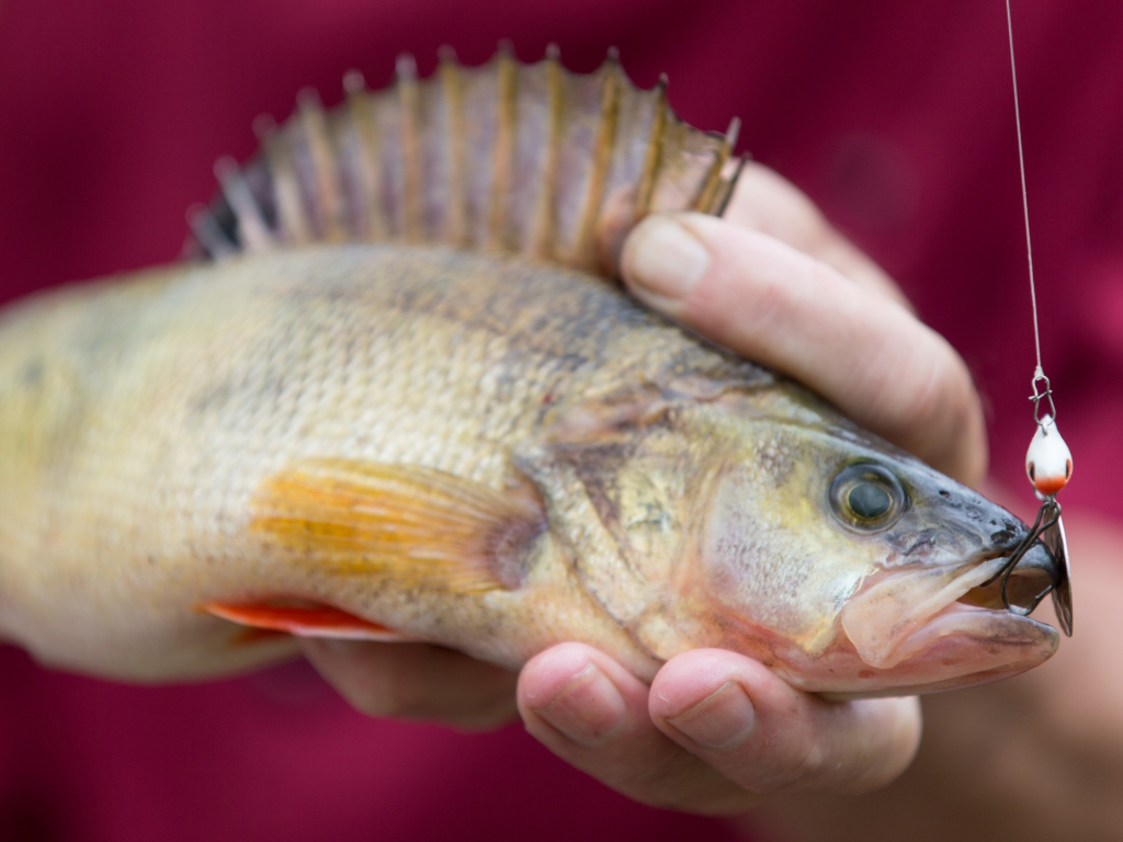 Thumbnail: Fischwirtschaft und Volkssport Angeln: Damals und Heute
