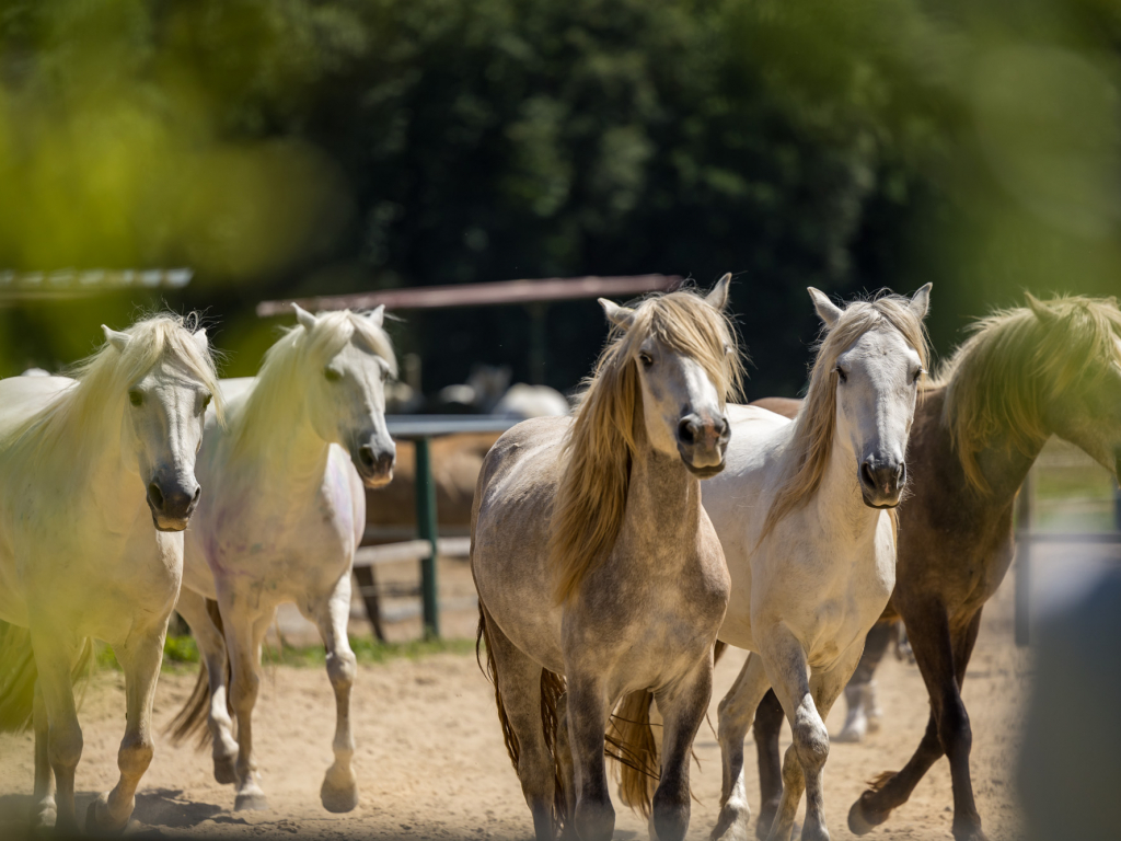 Urheber: Steffen Herre