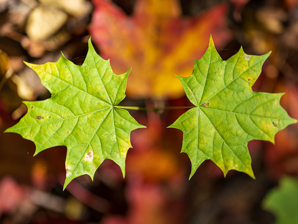 Urheber: Steffen Herre