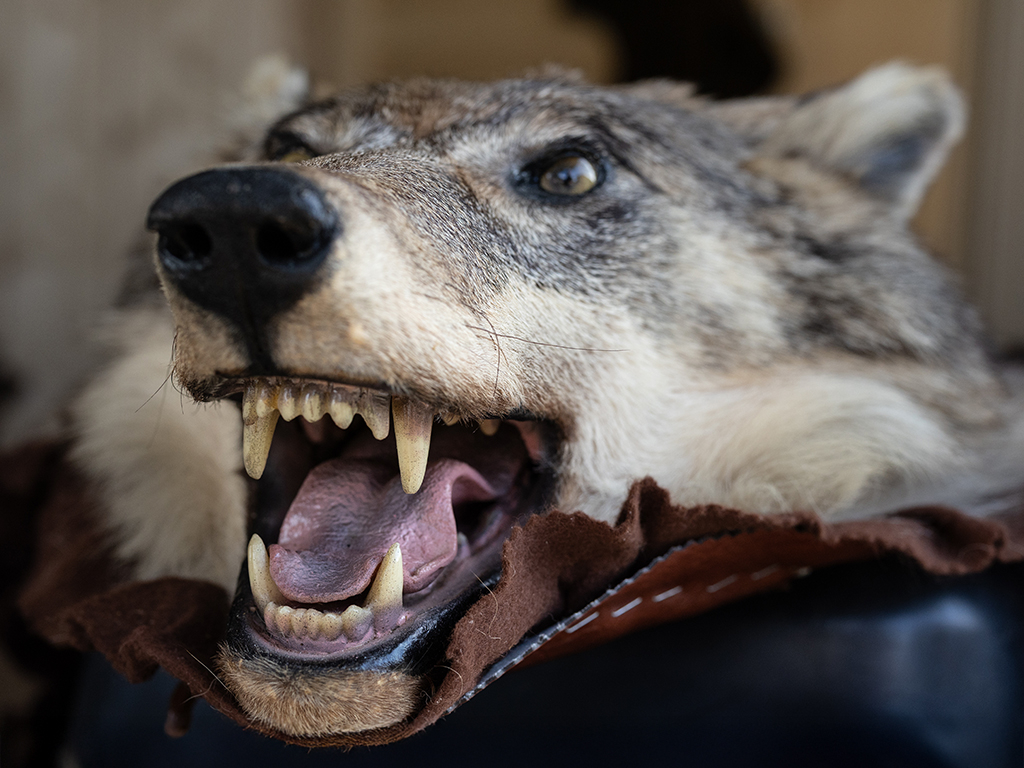 Thumbnail: Ökofilmtour: Wölfe, Wut und Weidezäune