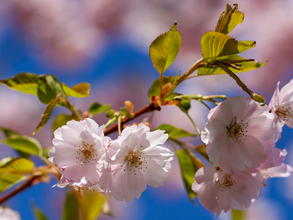 Thumbnail: Spaziergänge im Bio Apfelhof Müller - Obstbaumschnitt