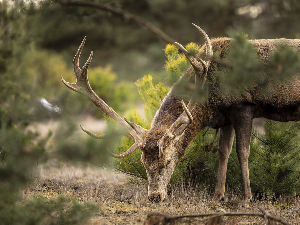Thumbnail: Weihnachtliche Führung im Wildgehege
