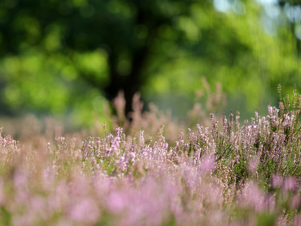 Urheber: Steffen Herre