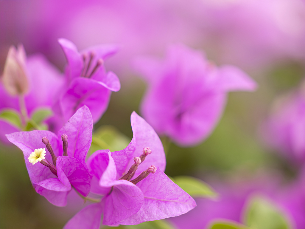 Thumbnail: Einladung zur Frauentagsfeier ?in Alt Zeschdorf