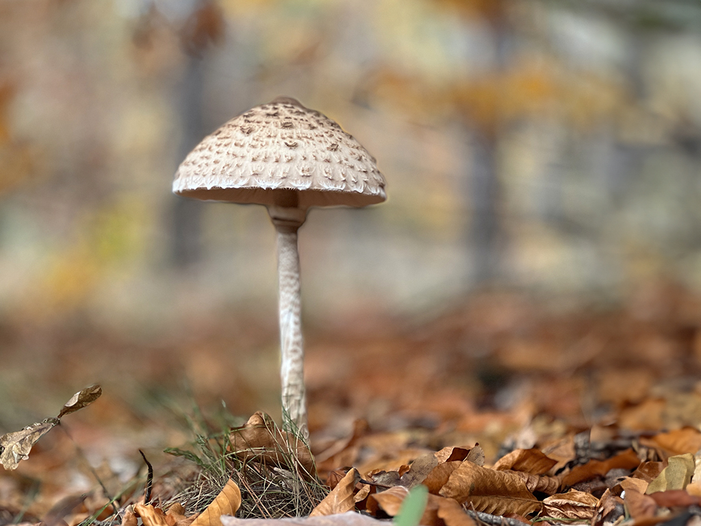 Urheber: Steffen Herre