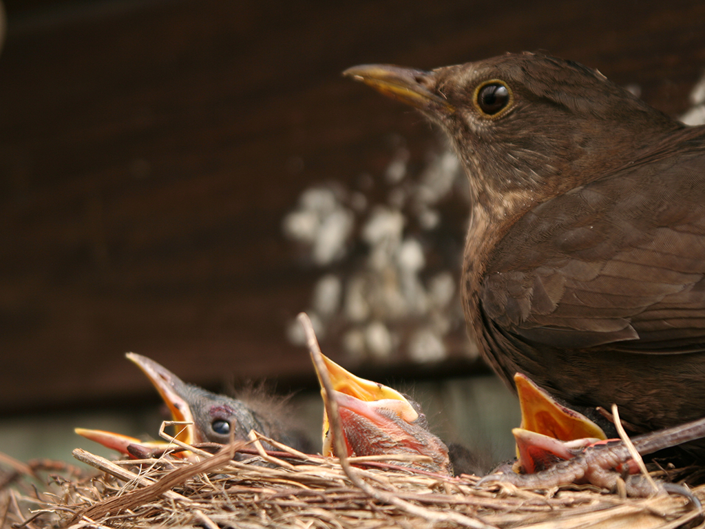 Urheber: Steffen Herre
