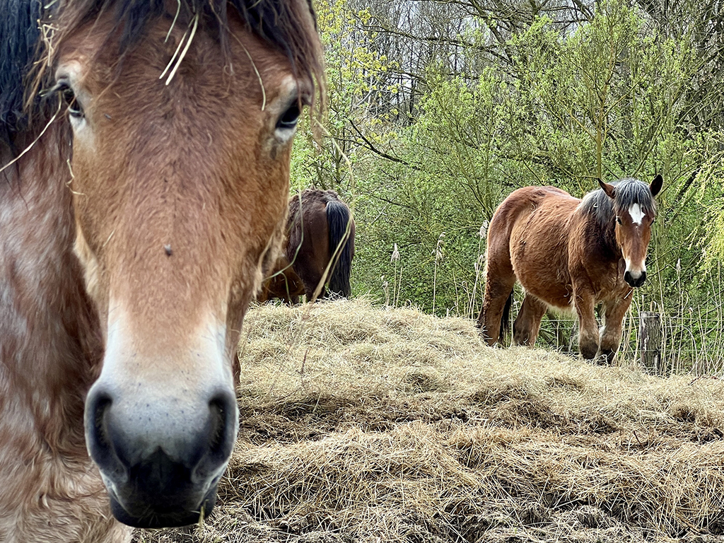 Urheber: Steffen Herre