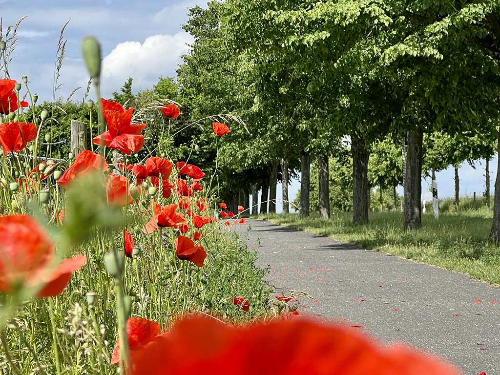 Urheber: Steffen Herre