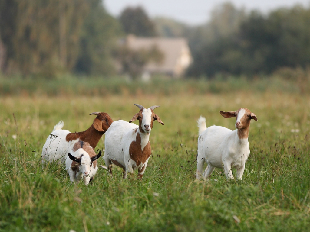 Thmubnail: traditionelles Hoffest