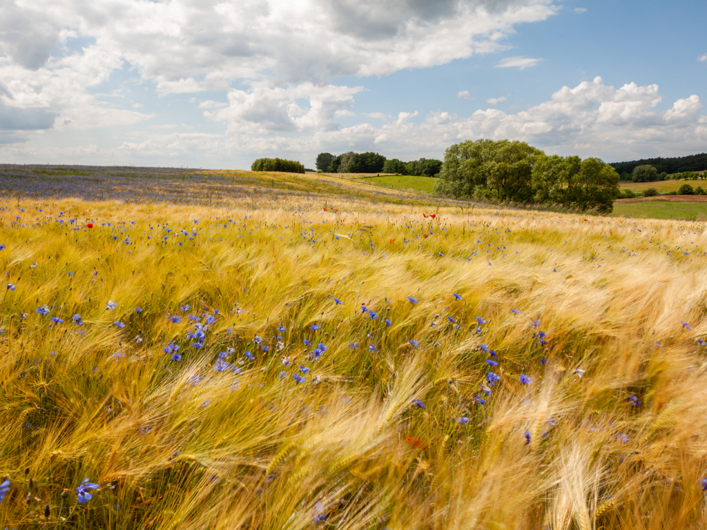 Urheber: Steffen Herre
