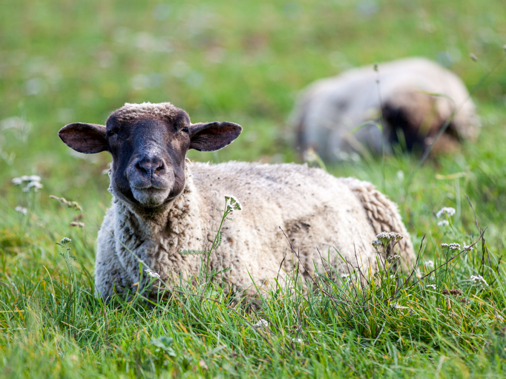 Urheber: Steffen Herre