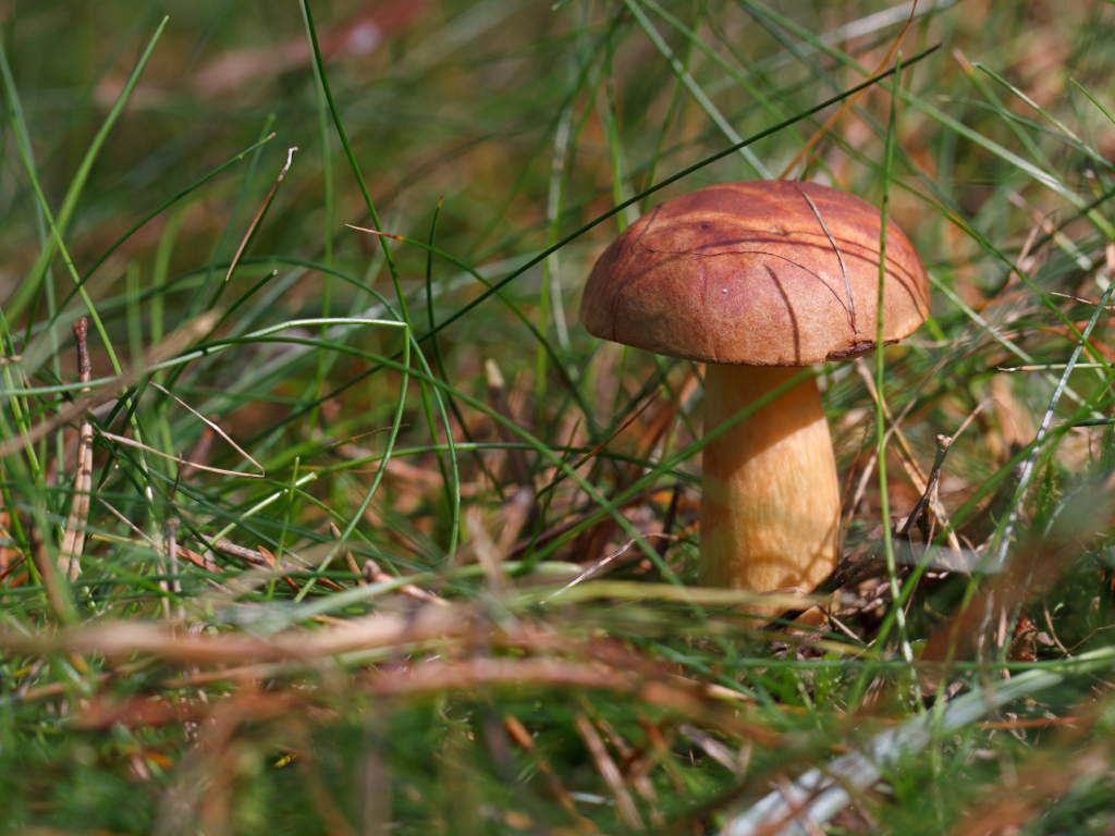 Urheber: Steffen Herre