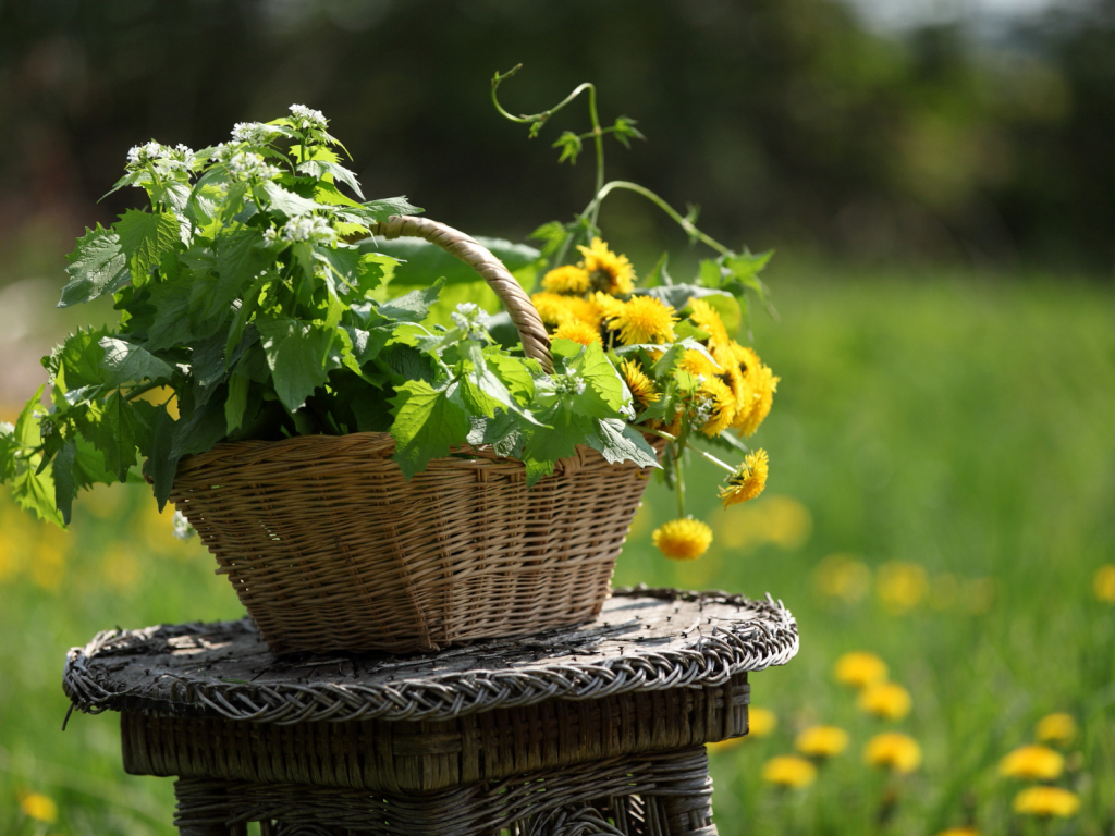 Thumbnail: Seifenherstellung aus Naturmaterialien