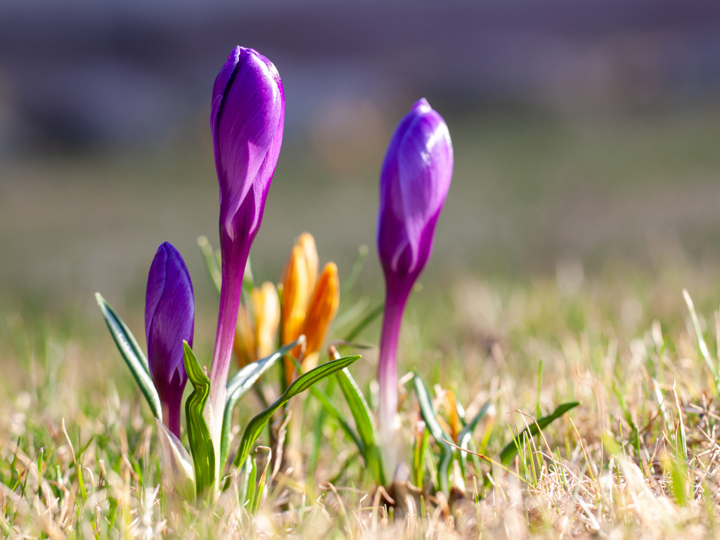 Thumbnail: Podelziger Ostermarkt