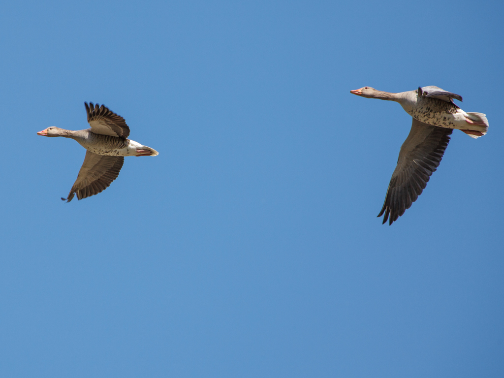 Thumbnail: Geflügel: in den Stall !
