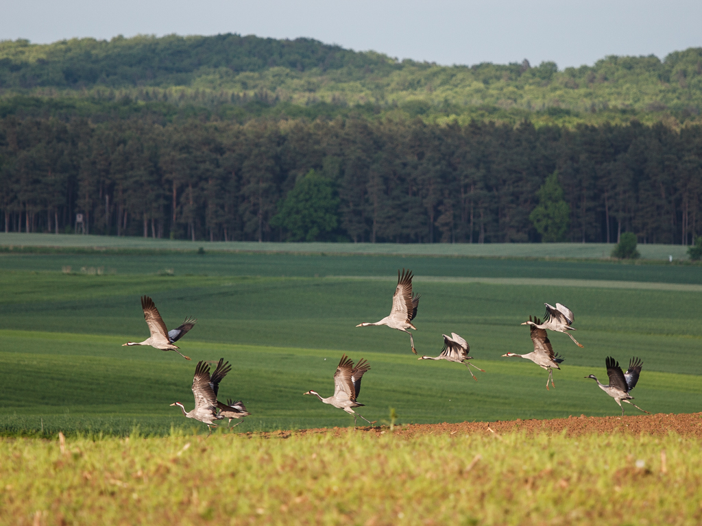 Thumbnail: Geflügelpest breitet sich aus