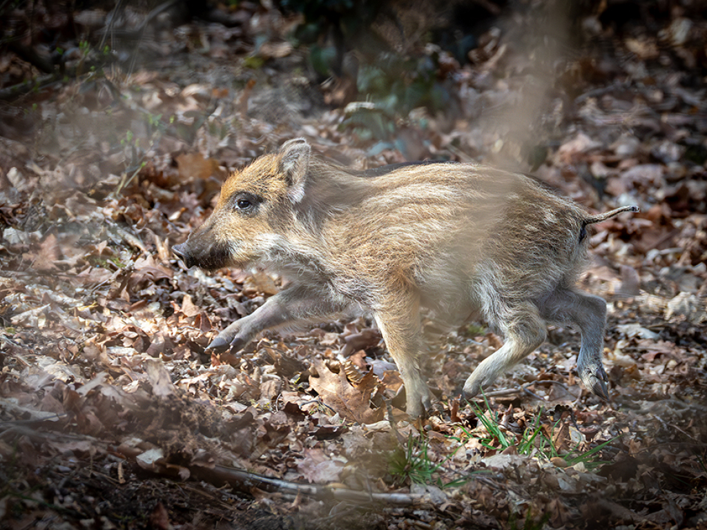 Thumbnail: Brut- und Setzzeit