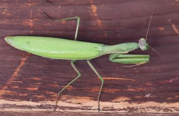 Urheber:  Sandra Schneider