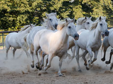 Urheber: Camargue Pferdehof