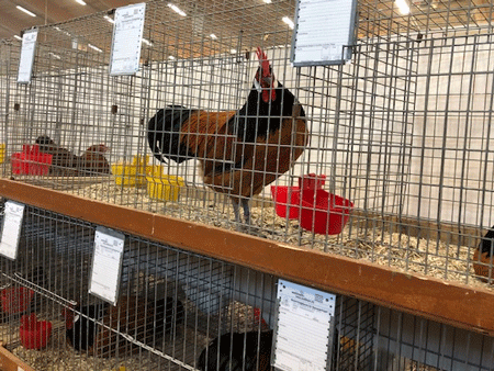 Urheber: MAFZ/Verband 