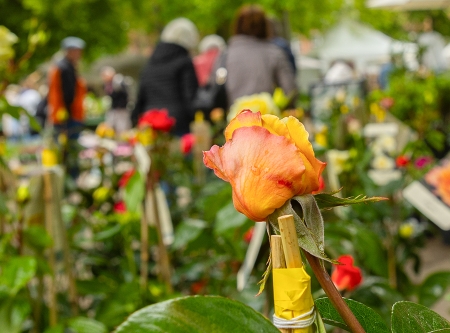 Thmubnail: Gartenträume auf der Rennbahn Hoppegarten