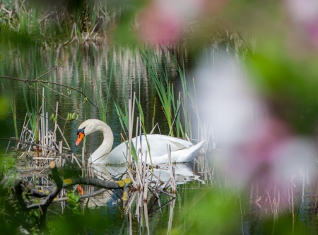 Thmubnail: Auf den Spuren von Eisvogel & Co. – Familien-Naturtag