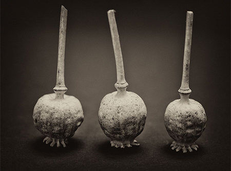 Urheber: PR Foto Grenzlandfotografen Mohnkapseln 