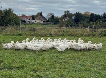 Thumbnail: Weidegänse jetzt bestellen