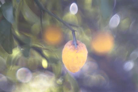 Urheber: Stefan Hessheimer