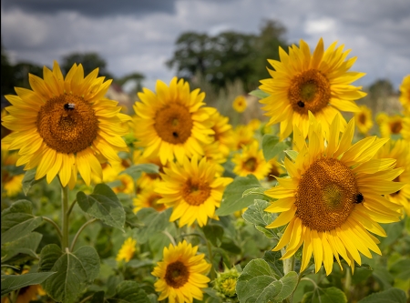 Thumbnail: Sonnenblumen blühen