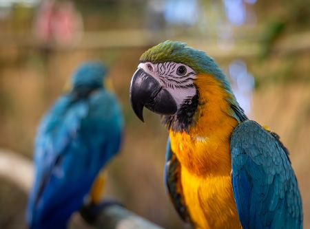 Thumbnail: 20. Vogelausstellung