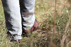 Thmubnail: Wanderung: Naturkundlicher Spaziergang