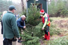 Thmubnail: Weihnachtsbäume zum selber schlagen