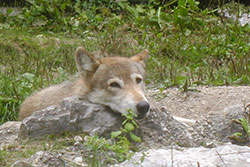 Thmubnail: Wolfsfrühstück 